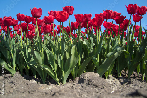Springtime, Fresh Red tulips looking towards the sky