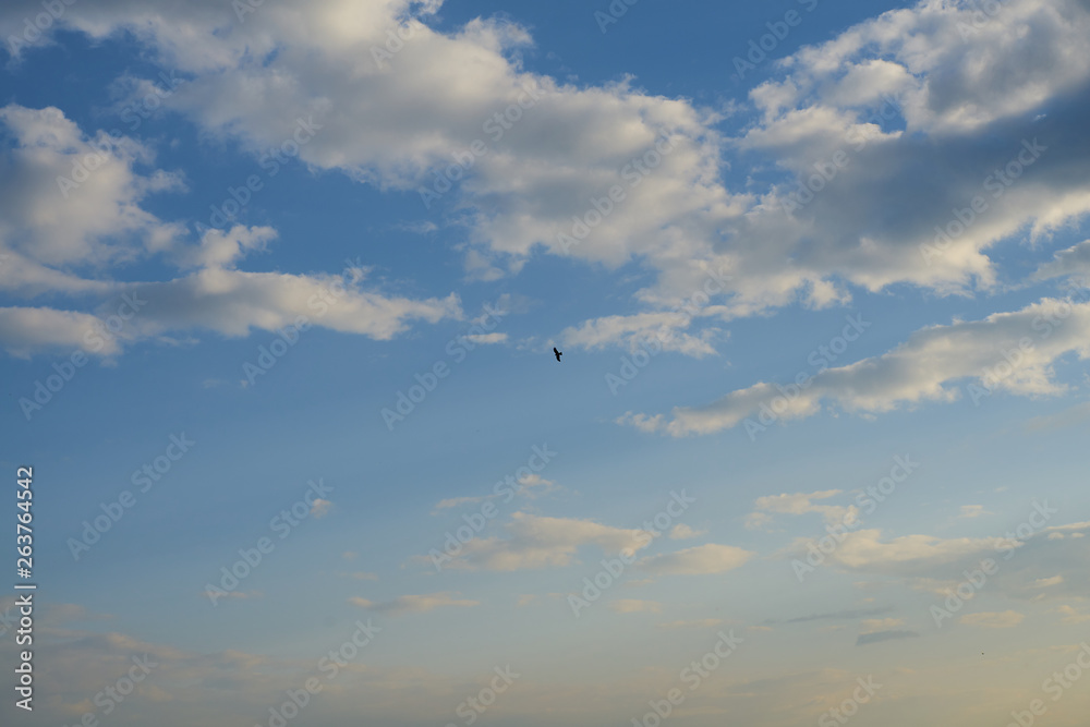 Eagle flying in the sky with clouds