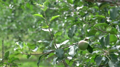 An apple orchards in Chungcheongbuk-do Province, Korea. Although they do not matured yet, farmers are waiting autumn season to sell their agricultural products.