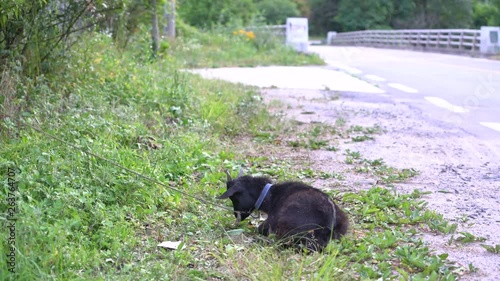  A black goat is tethered to a stake at the side of the road in Chungcheongbuk-do Province, Korea. Although he wants to be free too, unfortunately most of livestocks are tied or restricted by owner.