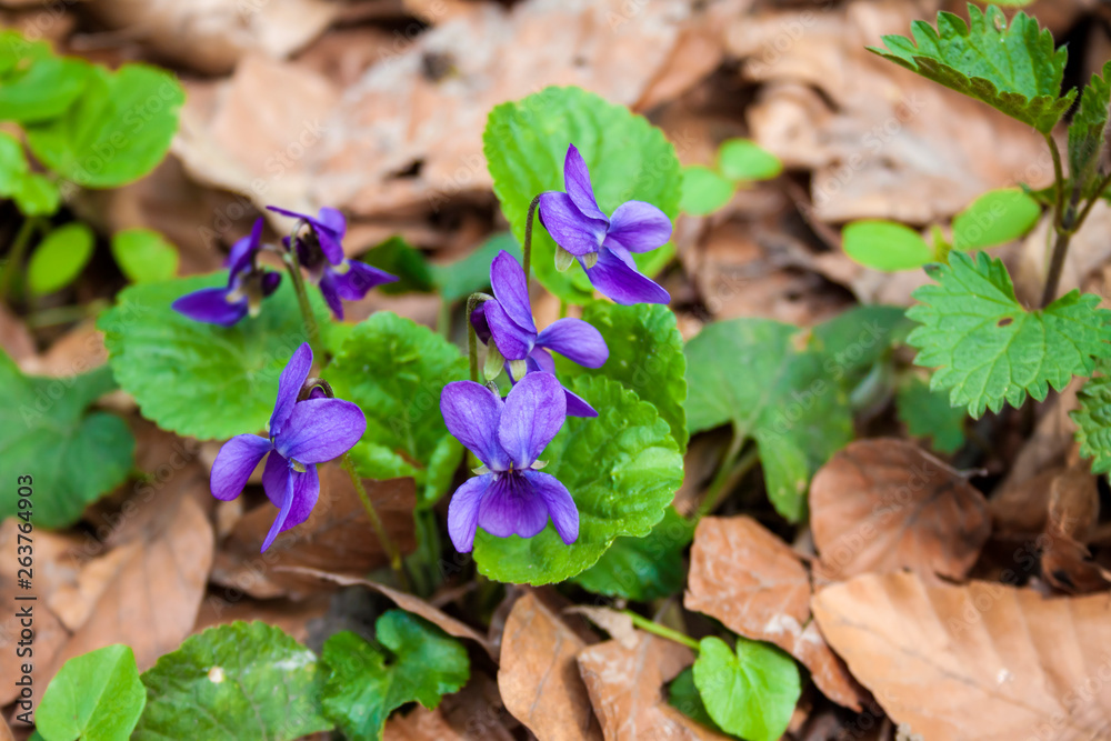 Viola odorata growing in spring forest Viola odorata growing in spring forest