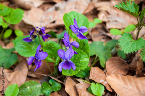 Viola odorata growing in spring forest photo