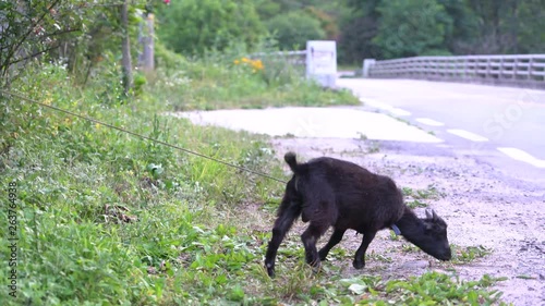  A black goat is tethered to a stake at the side of the road in Chungcheongbuk-do Province, Korea. Although he wants to be free too, unfortunately most of livestocks are tied or restricted by owner.
