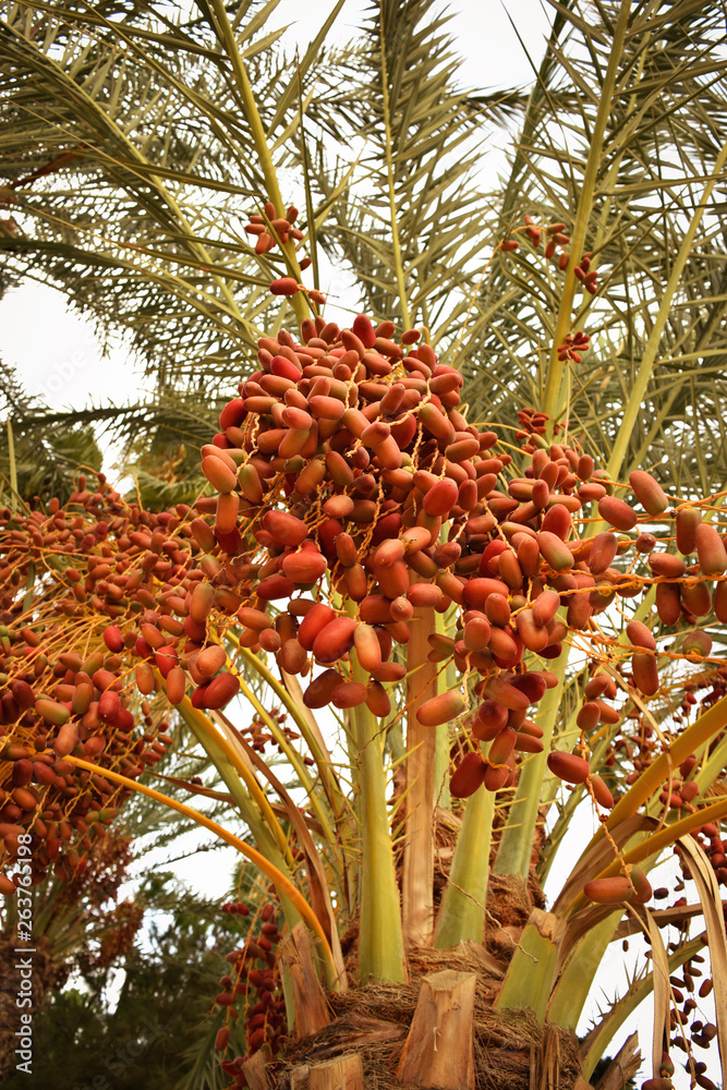 Dates palm branches with ripe dates. Dates palm branches with ripe dates.