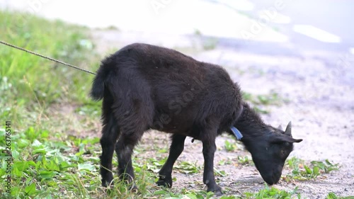  A black goat is tethered to a stake at the side of the road in Chungcheongbuk-do Province, Korea. Although he wants to be free too, unfortunately most of livestocks are tied or restricted by owner.