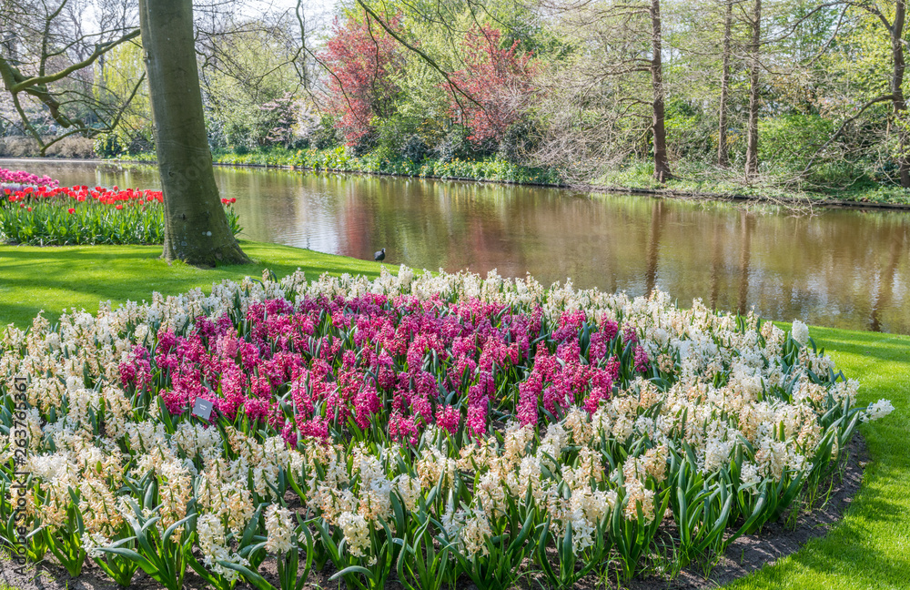 Fototapeta premium Tulipes Keukenhof