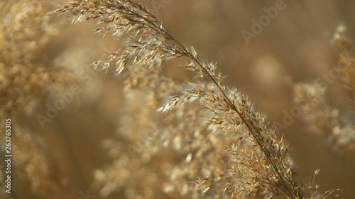 Close up of summer grasses showing seeds and blurred background backlite