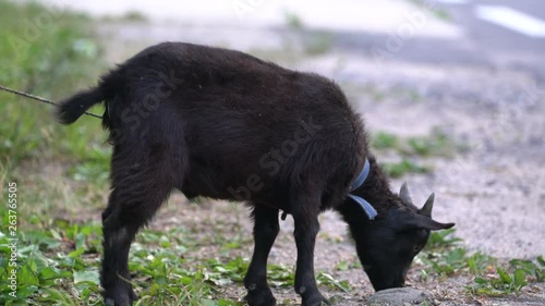  A black goat is tethered to a stake at the side of the road in Chungcheongbuk-do Province, Korea. Although he wants to be free too, unfortunately most of livestocks are tied or restricted by owner.