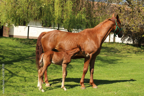 One day old purebred chestnut foal playing first time  with her mother in the green