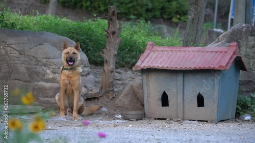A dog is tethered to a tree at the side of his house in Chungcheongbuk-do Province, Korea. Although he wants to be free too, unfortunately most of livestocks are tied or restricted by owner.