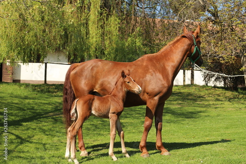 One day old purebred chestnut foal playing first time  with her mother in the green