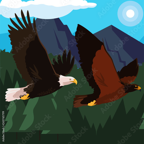 beautiful eagles flying in the landscape photo