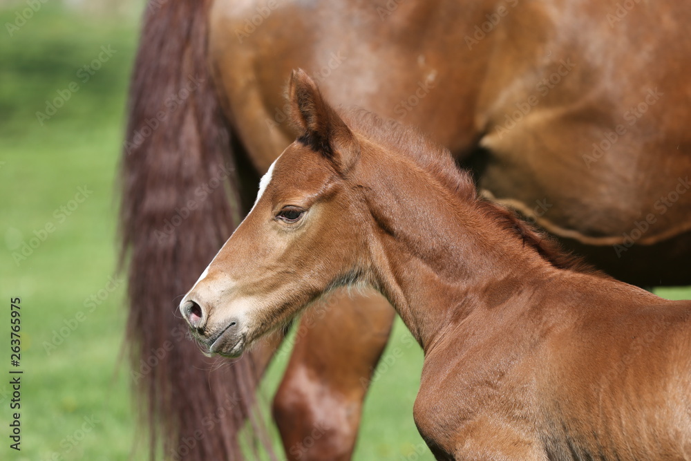 One day old purebred chestnut foal playing first time with her mother in the green One day old purebred chestnut foal playing first time with her mother in the green