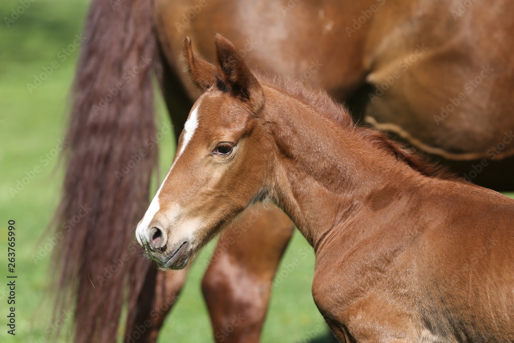 Fototapeta premium One day old purebred chestnut foal playing first time with her mother in the green
