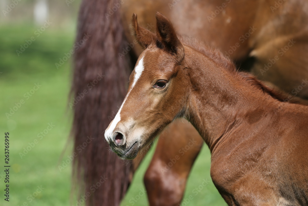 One day old purebred chestnut foal playing first time with her mother in the green One day old purebred chestnut foal playing first time with her mother in the green