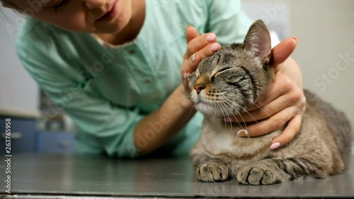 Closeup of veterinarian woman petting cat at clinic visit photo