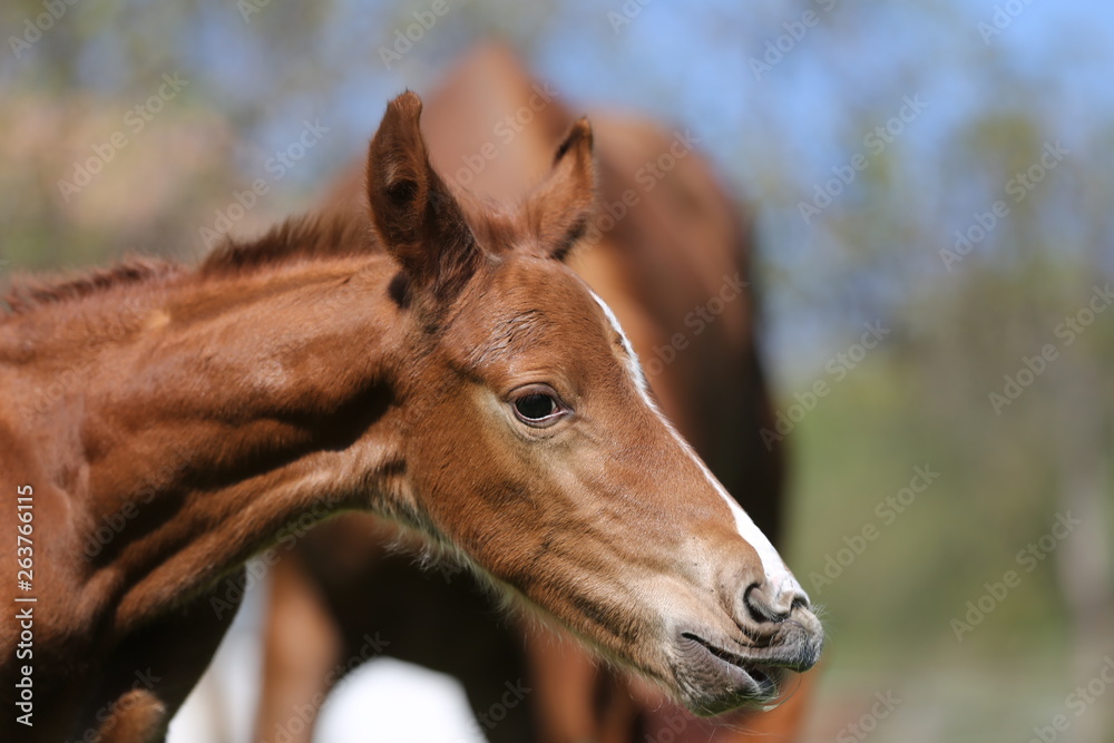 Closeup photo of a on day old newborn gidran colt at rural animal farm