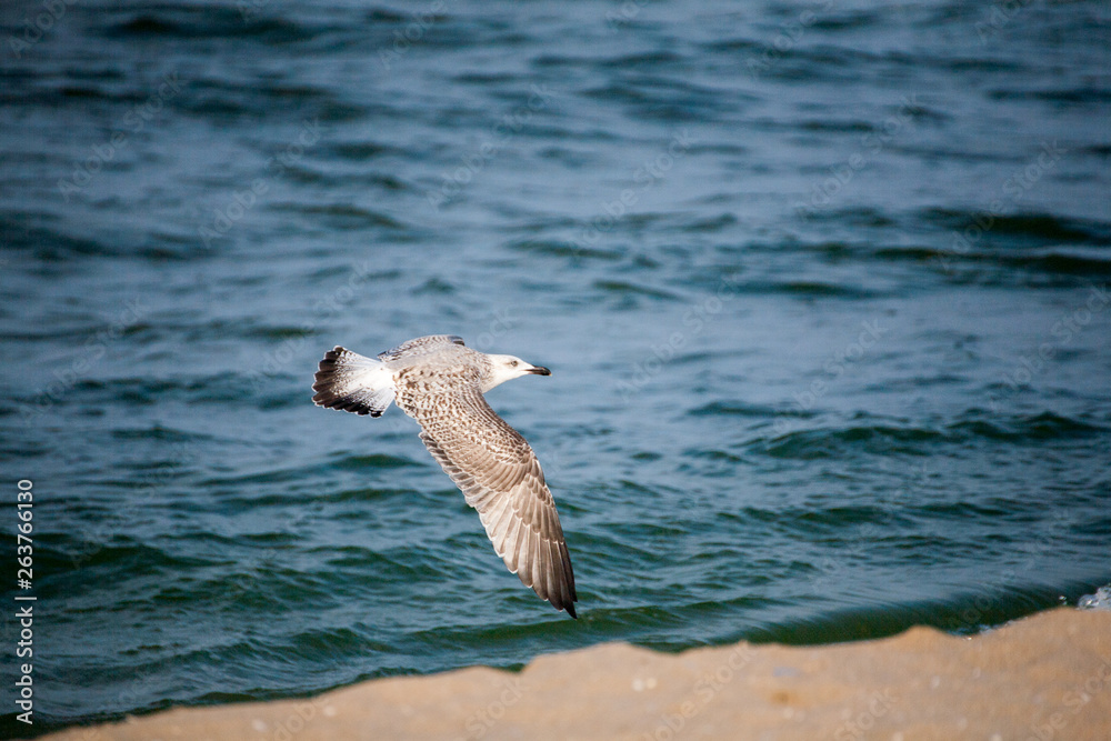 seagull in flight, seagull on the background of the sea and waves seagull in flight, seagull on the background of the sea and waves