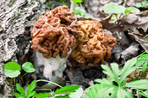 Gyromitra mushroom growing in spring forest