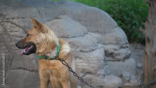 A dog is tethered to a tree at the side of his house in Chungcheongbuk-do Province, Korea. Although he wants to be free too, unfortunately most of livestocks are tied or restricted by owner.