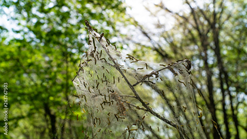 Cankerwork larva silk covering woodland trees, green caterpillars in webbing