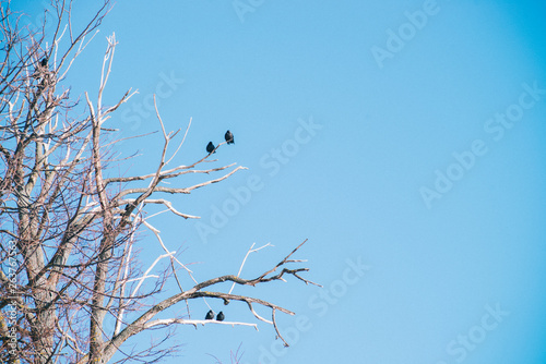 ravens on the branches of dry wood. Blue sky on background
