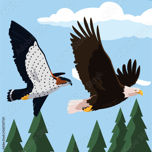 beautiful bald eagle and hawk flying in the landscape