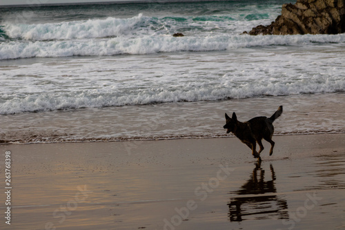 dogs on the beach of Atxabiribil in Sopelana