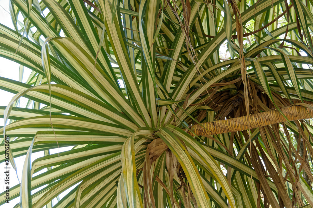 Fototapeta premium Feuillage en gros plan du pandanus sanderi ou Bakoua en Guyane française