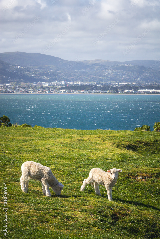 Obraz premium Sheep in New Zealand, Matiu/Somes island