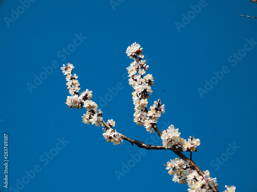Beautiful white branches of a blooming apricots in the spring in the background blue sky