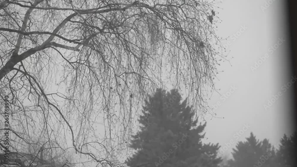Tree Blowing in a Snow Storm. Mother Nature. Tree Blowing in a Snow Storm. Mother Nature.