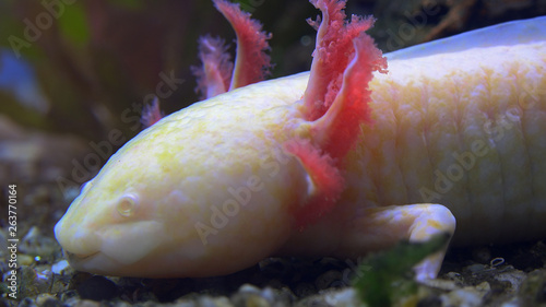 A Captive White Baby Axolotl Mexican Walking Fish Mexican Salamander Stock Foto Adobe Stock A Captive White Baby Axolotl Mexican Walking Fish Mexican Salamander Stock Foto Adobe Stock