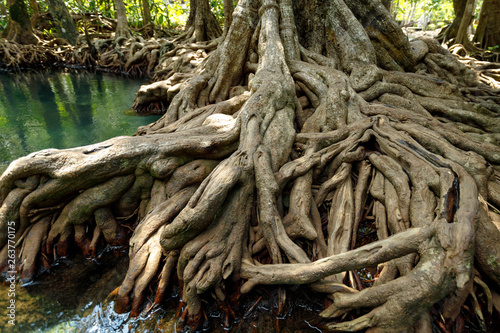 A charming transparent river in the mangrove forest.