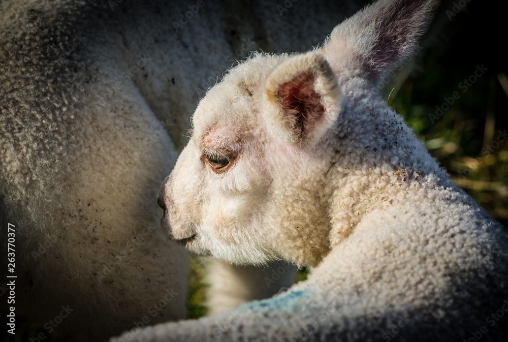 Naklejka premium Lamb with ewe close up
