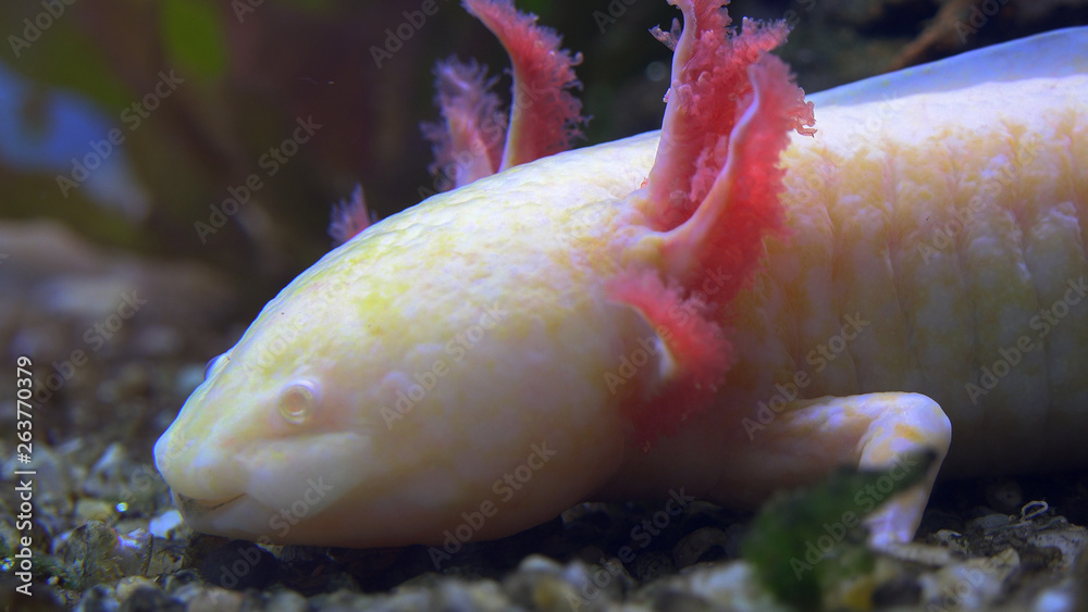A Captive White Baby Axolotl Mexican Walking Fish Mexican Salamander Stock Photo Adobe Stock