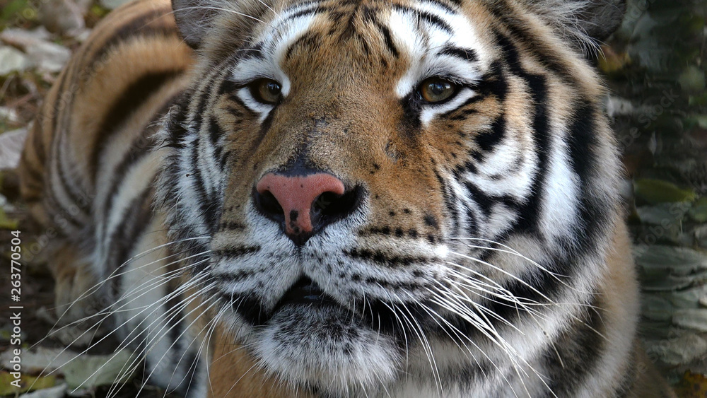 Naklejka premium Tiger in the forest