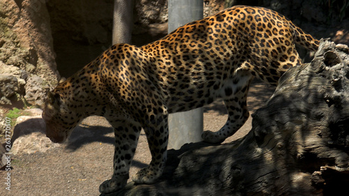 A Beautiful Jaguar Walks Through In Jungle