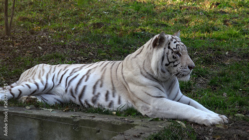 The Majestic White Tiger