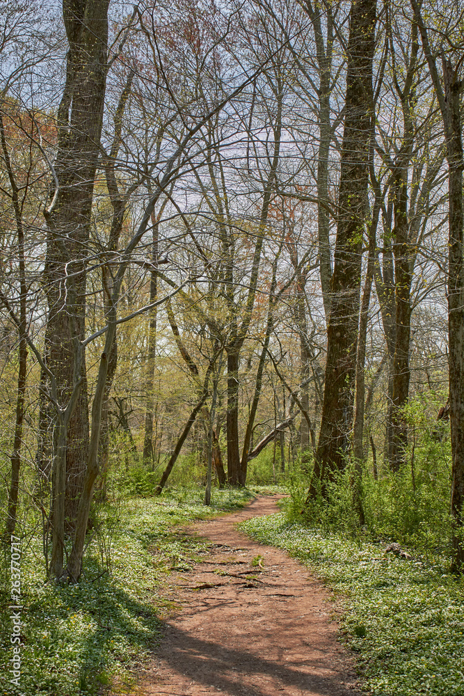A forest trail near Collegeville, Pennsylvania, USA