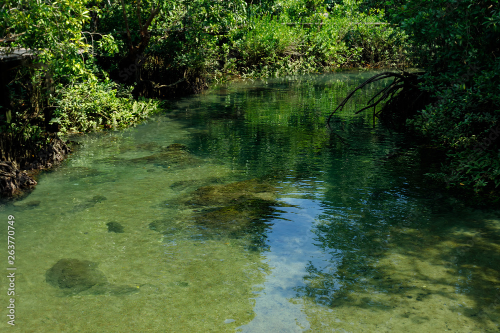 A charming transparent river in the mangrove forest. A charming transparent river in the mangrove forest.