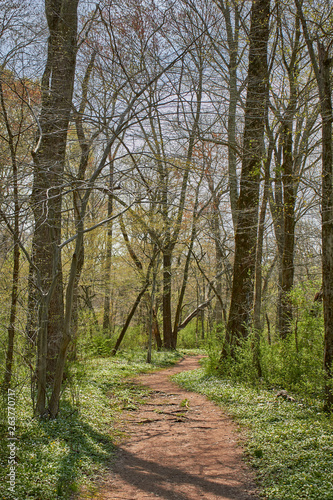 A forest trail near Collegeville  Pennsylvania  USA