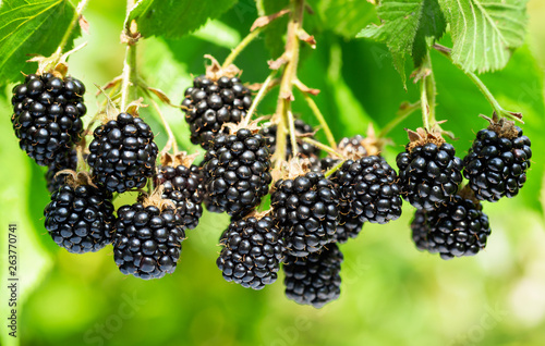 branch of ripe blackberries in a garden