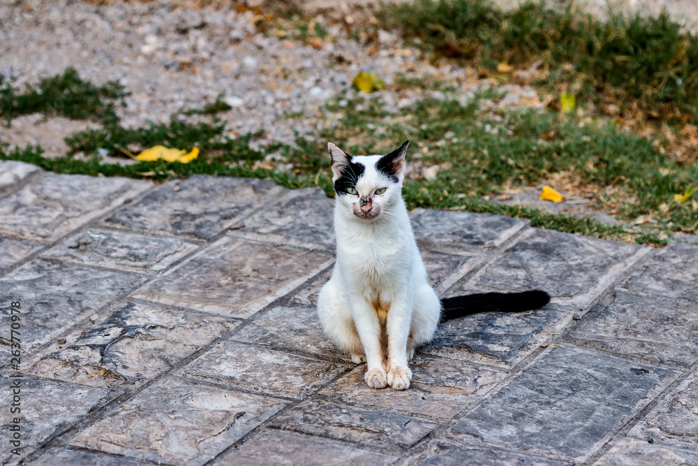 Black and white cat on the street Black and white cat on the street