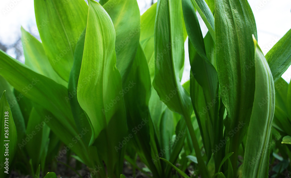 Spring green leaves of a plant for background graphic design. Spring green leaves of a plant for background graphic design.