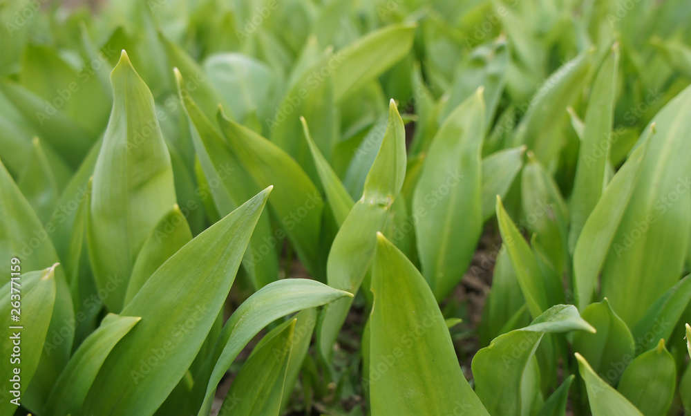Spring green leaves of a plant for background graphic design. Spring green leaves of a plant for background graphic design.
