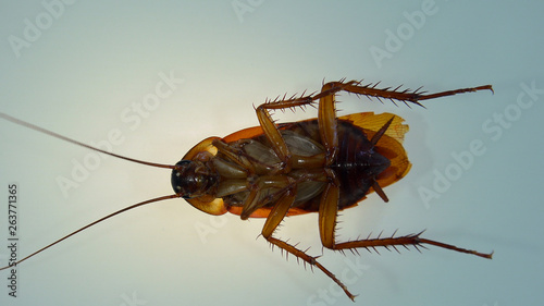American cockroach with light effects