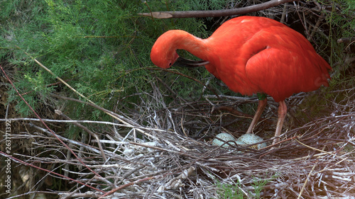 Scarlet ibis on nest in sunlight.