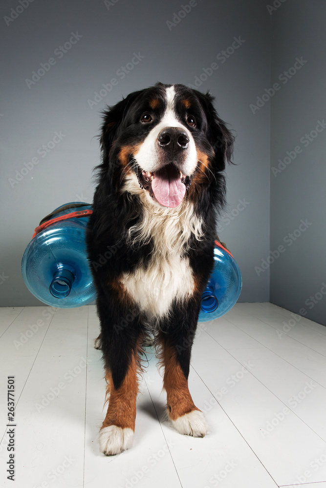 Bernese mountain dog standing in studio on gray blackground and looking at camera