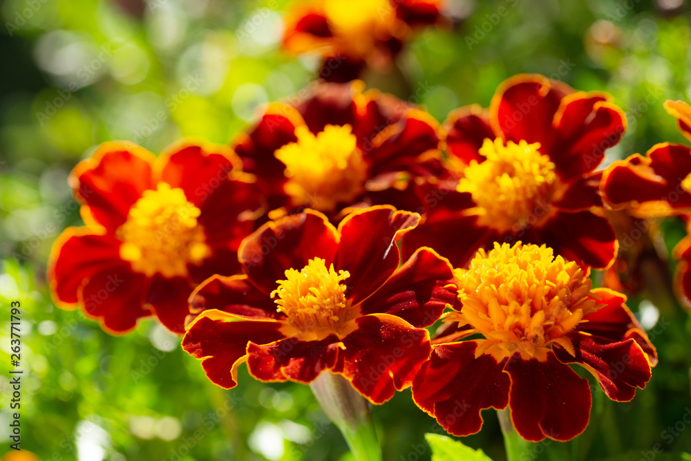 colorful marigold flowers in a garden colorful marigold flowers in a garden